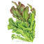 Salad Bowl Blend Leaf Lettuce Seeds