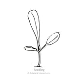 Salad Bowl Blend Leaf Lettuce Seeds