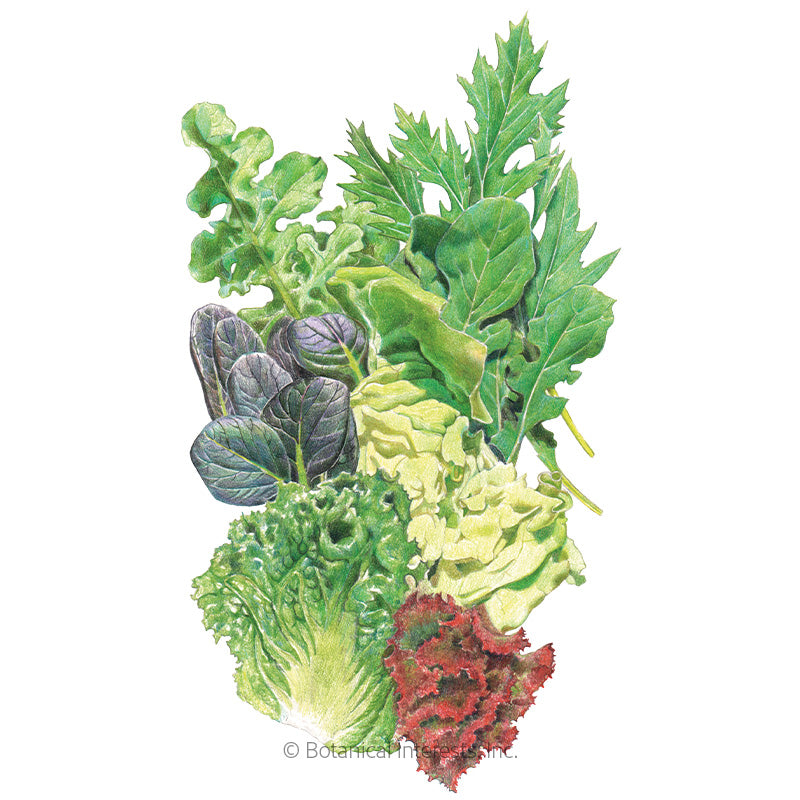 Chef's Medley Mesclun Lettuce Seeds Product Image