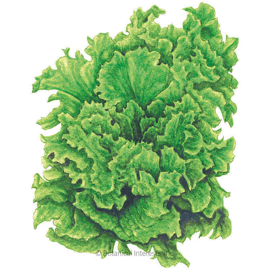 Black Seeded Simpson Leaf Lettuce Seeds