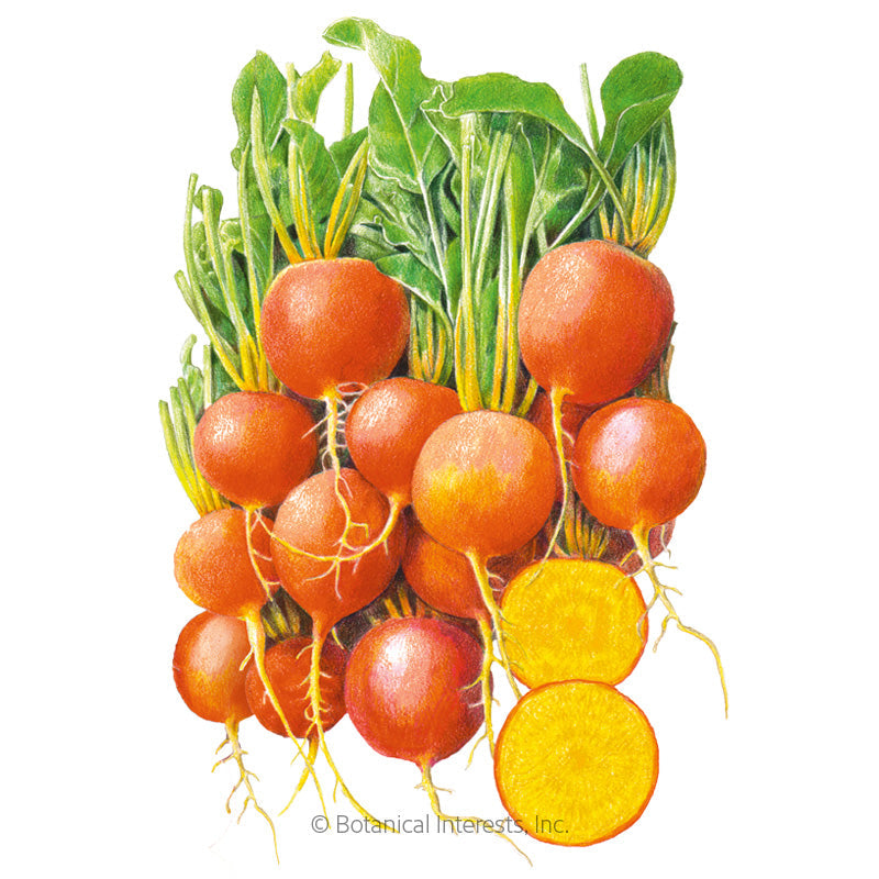 Touchstone Gold Beet Seeds Product Image