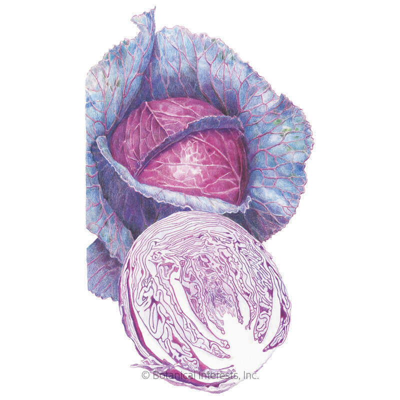 Red Acre Cabbage Seeds – Epic Gardening