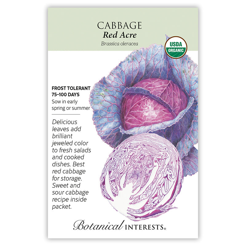 Red Acre Cabbage Seeds
