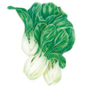 Baby Choi Bok Choy Seeds