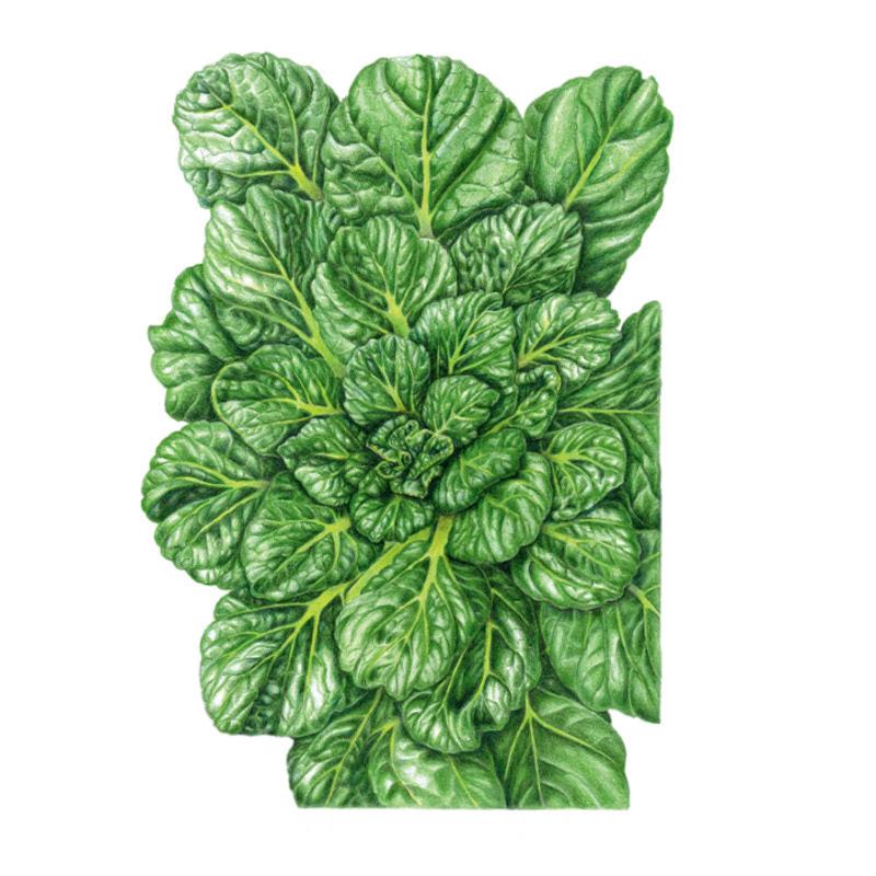 Rosette Tatsoi Bok Choy Seeds