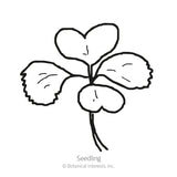 Rosette Tatsoi Bok Choy Seeds