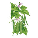 Contender Bush Bean Seeds