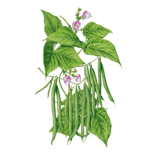 Contender Bush Bean Seeds