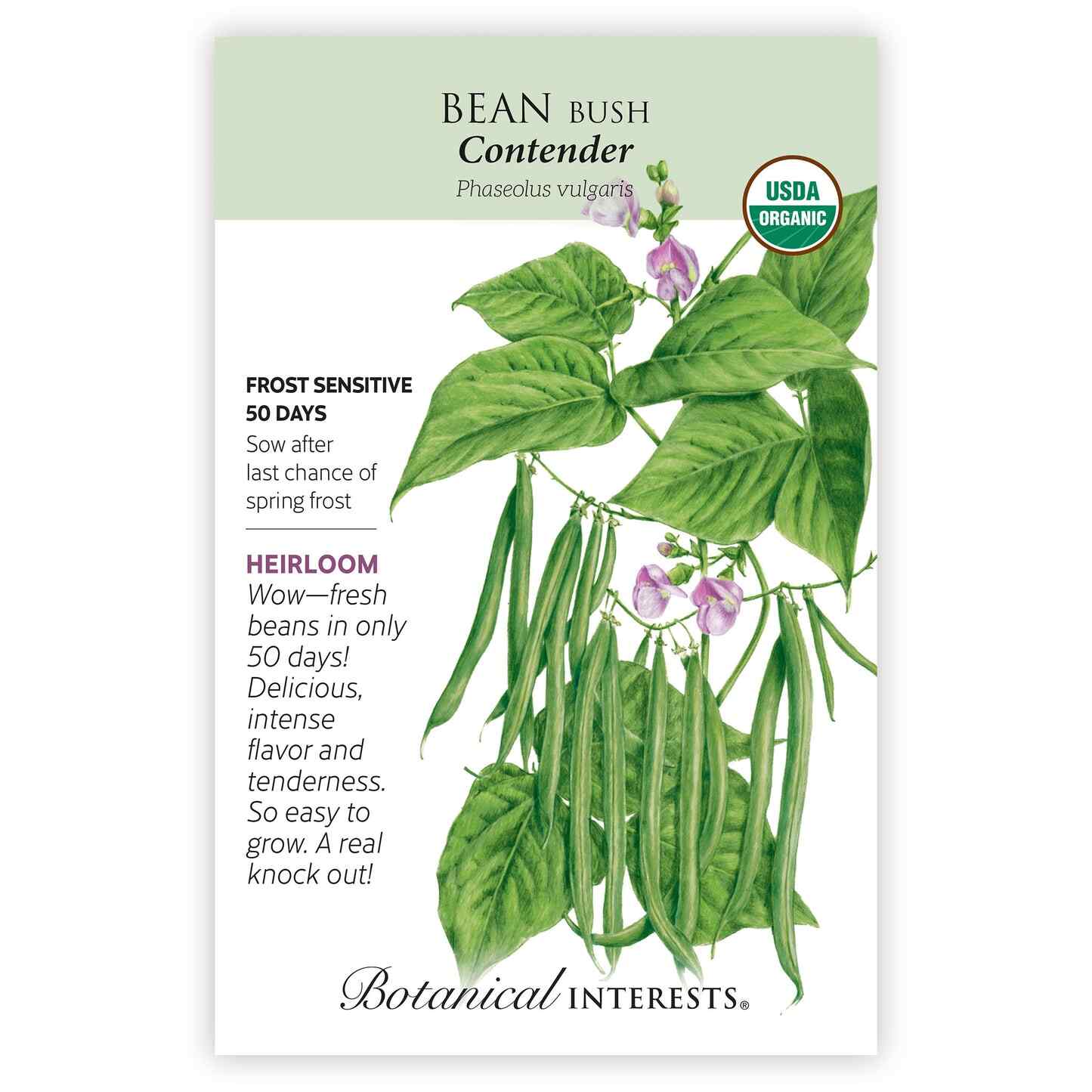 Contender Bush Bean Seeds