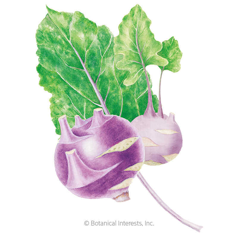 Purple Vienna Kohlrabi Seeds