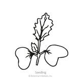 Purple Vienna Kohlrabi Seeds