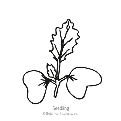 Purple Vienna Kohlrabi Seeds