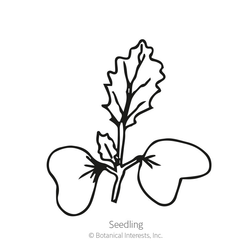 Purple Vienna Kohlrabi Seeds