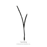 Wheatgrass Juice Seeds