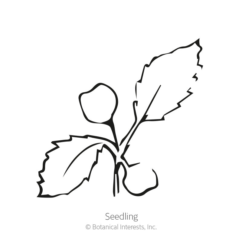 Rapini Broccoli Raab Seeds Product Image