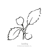 Rapini Broccoli Raab Seeds