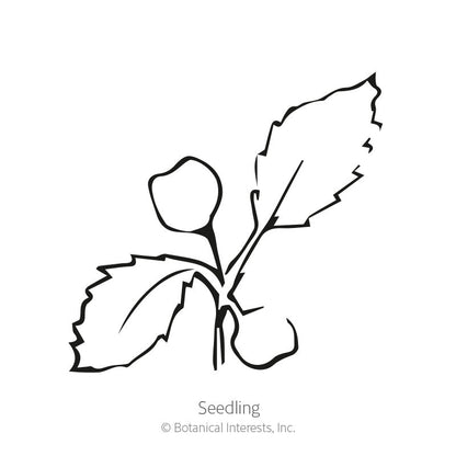 Rapini Broccoli Raab Seeds