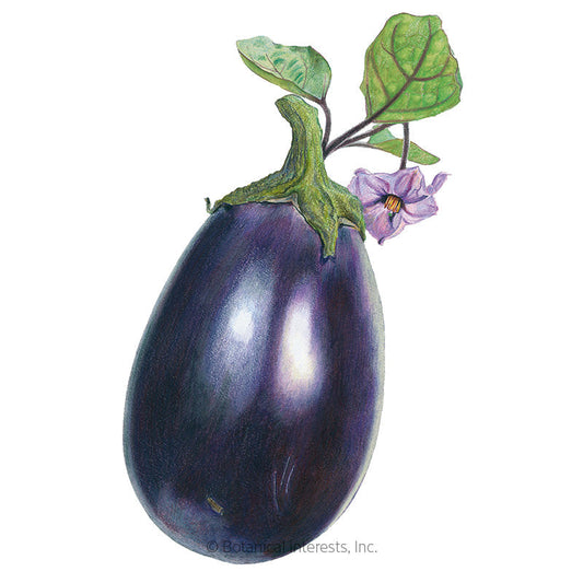 Black Beauty Eggplant Seeds Product Image