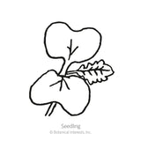 Mizuna Mustard Seeds