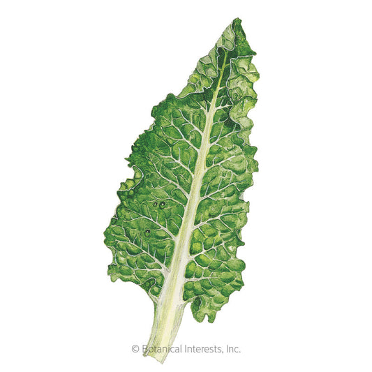 Fordhook Giant Swiss Chard Seeds Product Image