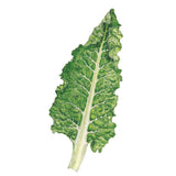 Fordhook Giant Swiss Chard Seeds
