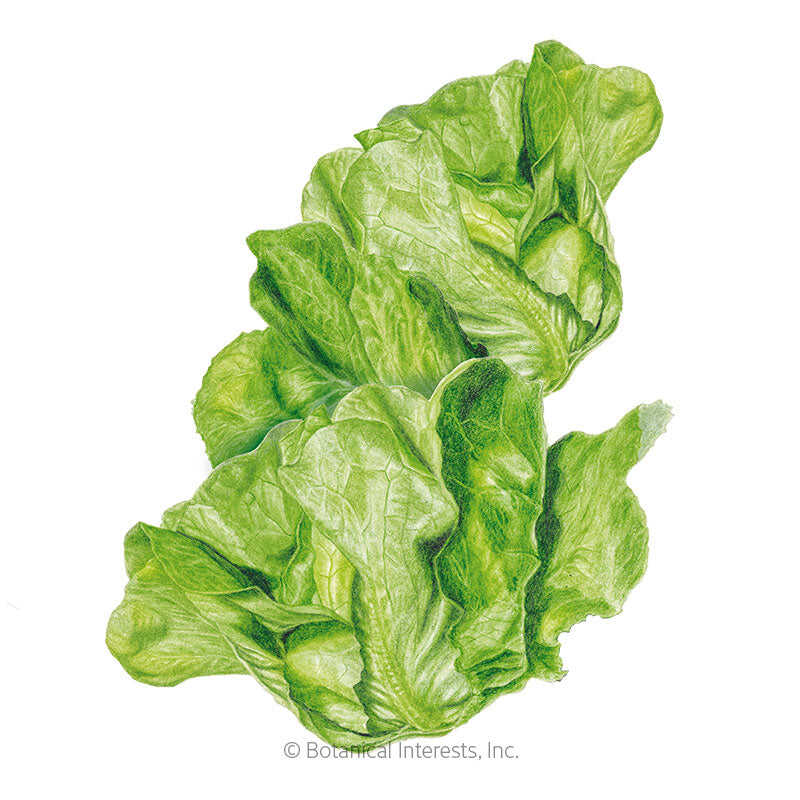 Buttercrunch Butterhead Lettuce Seeds