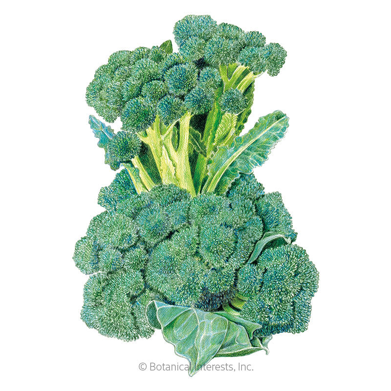 Di Cicco Broccoli Seeds, Heirloom