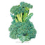 Di Cicco Broccoli Seeds, Heirloom Product Image