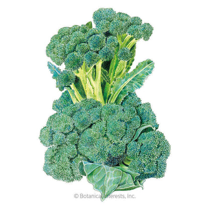 Di Cicco Broccoli Seeds