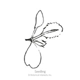 Di Cicco Broccoli Seeds