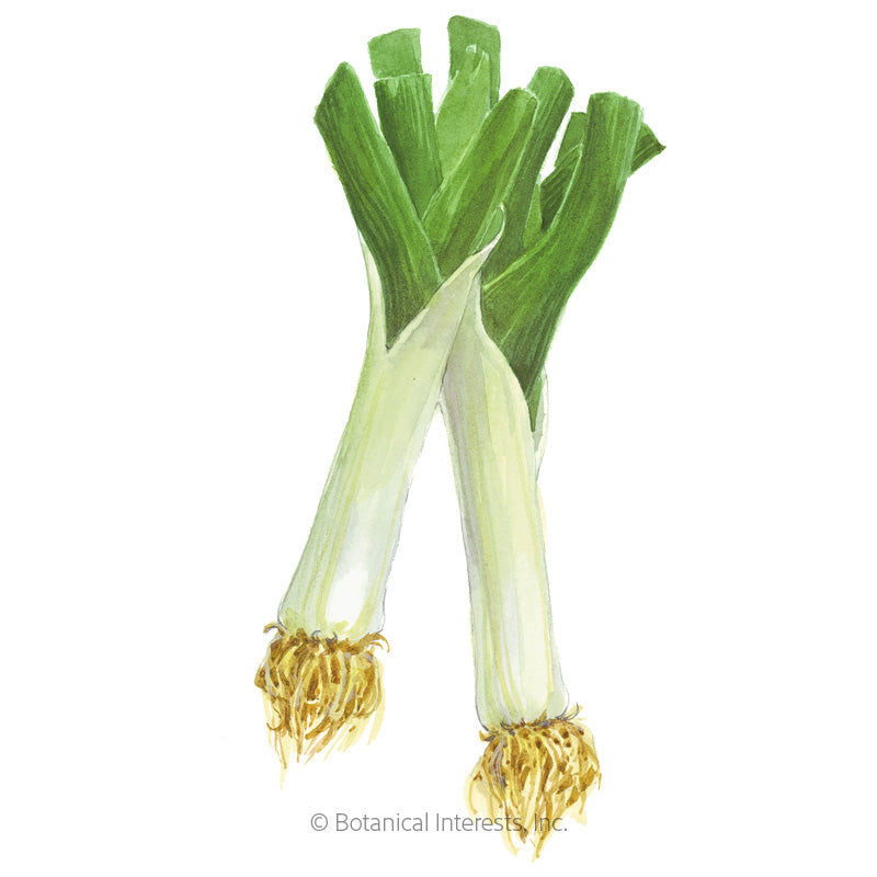 King Richard Leek Seeds – Epic Gardening