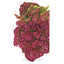 Marvel of Four Seasons Butterhead Lettuce Seeds Product Image