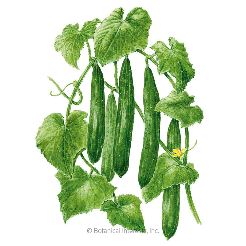 Tasty Green Cucumber Seeds Product Image