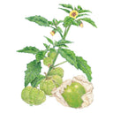 Grande Rio Verde Tomatillo Seeds