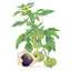 Purple Tomatillo Seeds Product Image