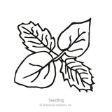 Purple Tomatillo Seeds