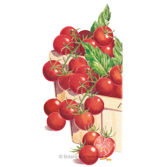 Sweetie Pole Cherry Tomato Seeds Product Image