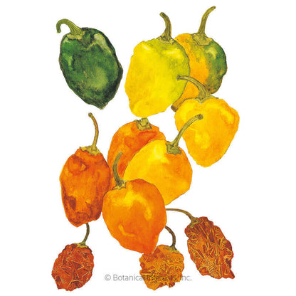 Habanero Chile Pepper Seeds