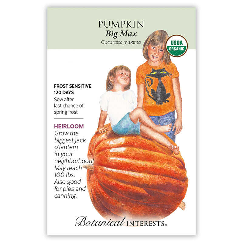 planting big max pumpkin seeds Pumpkin, Big Max Botanical Interests Seeds (Organic, Heirloom)