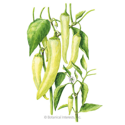 Sweet Banana Sweet Pepper Seeds