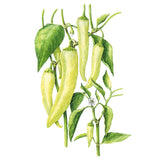 Sweet Banana Sweet Pepper Seeds