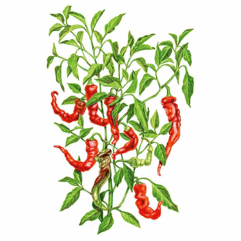 Botanical Interests Jimmy Nardello Pepper Seeds - Thumbnail 5