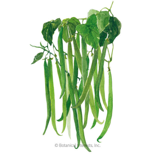 Tavera Filet Bush Bean Seeds