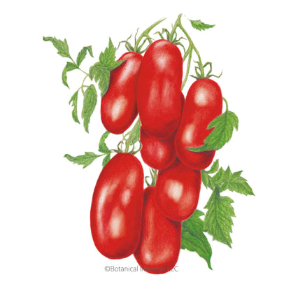 San Marzano Roma Pole Tomato Seeds