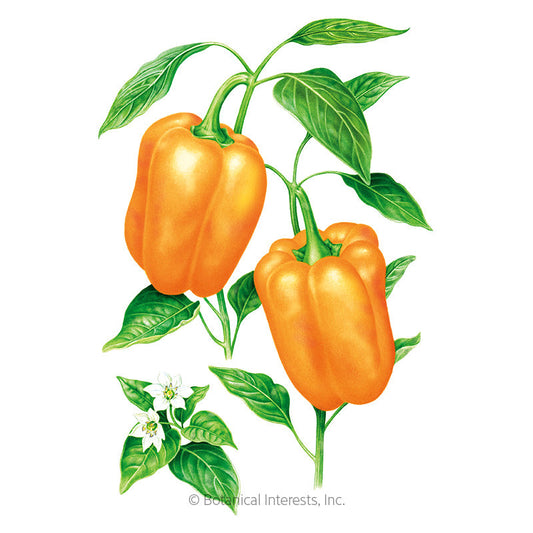 Orange Sun Sweet Pepper Seeds Product Image