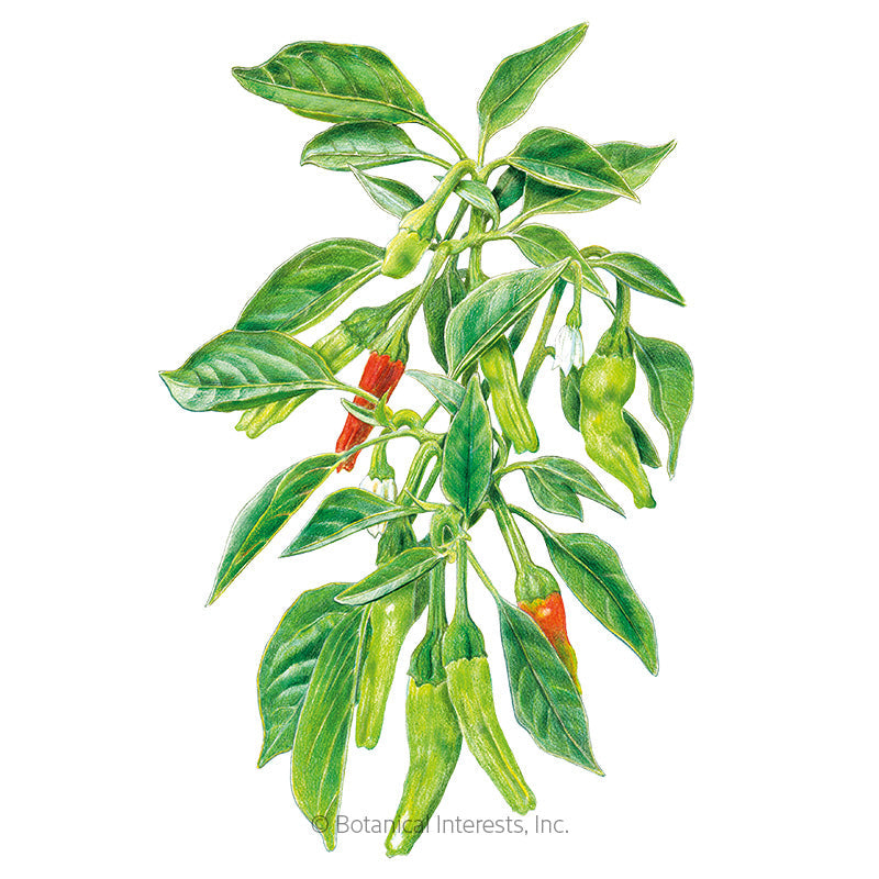 Shishito Chile Pepper Seeds Product Image