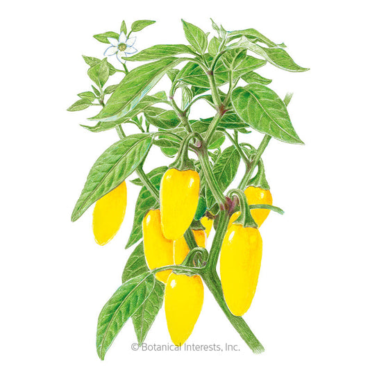 NuMex Lemon Spice Jalapeño Chile Pepper Seeds Product Image
