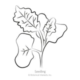 Lacinato Dinosaur Kale Seeds