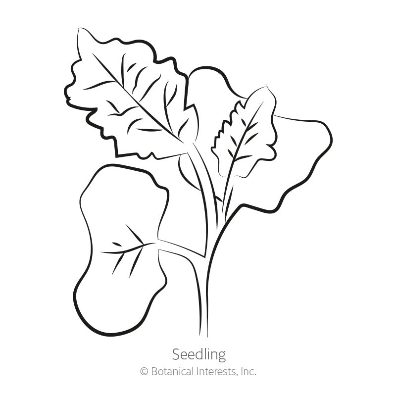 Lacinato Dinosaur Kale Seeds