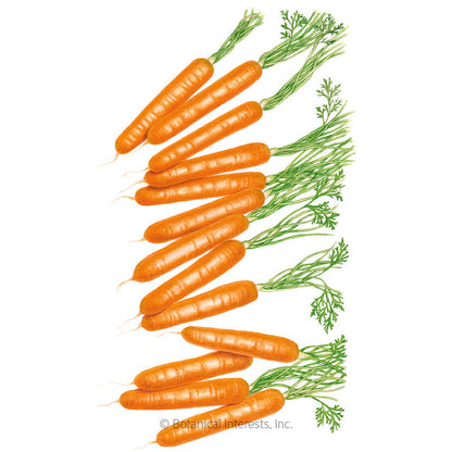 Little Finger Carrot Seeds Product Image
